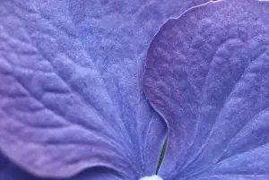 Blue Hydrangea Macrophylla Drucke: Hydrangea macrophylla shrub