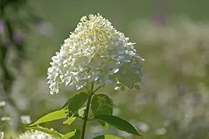 Hydrangea Paniculata Drucke: Hydrangea paniculata, Netherlands