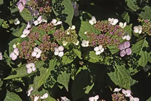 Rotkehl-Hüttensänger Drucke: Hydrangea serrata Bluebird
