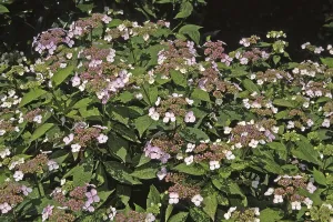 Rotkehl-Hüttensänger Drucke: Hydrangea serrata Bluebird