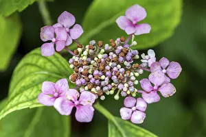 Southern Germany Blossom Drucke: Hydrangea serrata, flower, pink