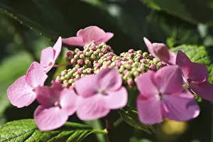 Middle European Nature Scenes Drucke: Hydrangea, Summer, Germany