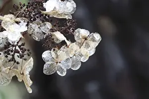 Germany Open Air Plants Drucke: Hydrangea in winter, Germany