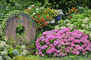 Southern Germany Bloom Drucke: Hydrangeas in bloom at the millstone