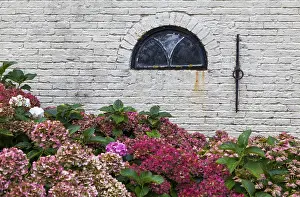 White Brick Wall Drucke: Hydrangeas in bloom in front of a white brick wall with a small window