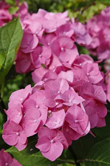 Hydrangeaceae Family Drucke: Hydrangeas (Hydrangea), ornamental shrub