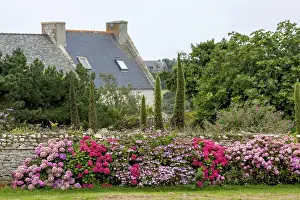 Ornamental Shrub In Bloom Drucke: Hydrangeas in front of an old stone wall