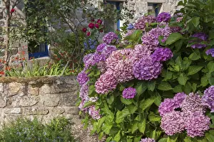 Hydrangeas In France Drucke: Hydrangeas in front of an old stone wall
