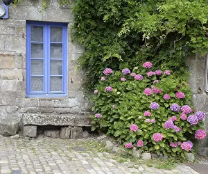 Drucke von Hydrangien in einem Fenster von Locronan, Bretagne Finistere Drucke: Hydrangien auf einem Fenster in Locronan, Bretagne.