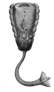 Historical Animal Representation Drucke: Hypobythius calycodes, Historic