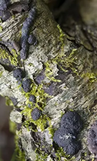 Bilder Datiert 8. April 2024: Hypoxylon multiforme print vertical format