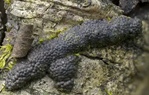 Bilder Datiert 8. April 2024: Print hypoxylon multiforme fungi