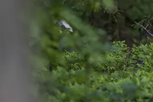 Invasive Species Germany Drucke: As I slowly push myself behind a tree