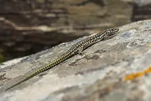European Wall Lizard Drucke: Iberian wall lizard, Iberian wall lizard