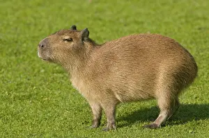 German Zoo Animals Drucke: iblfso03717414.jpg