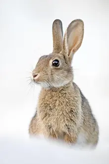 Wild Rabbit Drucke: iblhin04416787.jpg