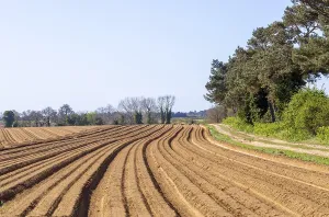 Northern European Farming Practices Drucke: iblimu10191082.jpg