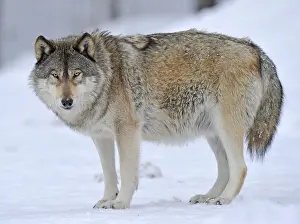 Gray Wolf In Snow Drucke: iblimw01786275.jpg