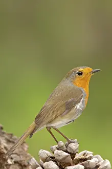 Daytime Wildlife Images Drucke: ibljmc01473693.jpg