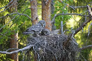 Strix Nebulosa Drucke: iblrob01809446.jpg