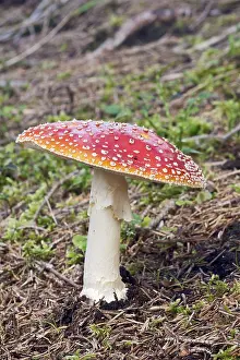 Fly Agaric Image Drucke: ibxano04104671.jpg