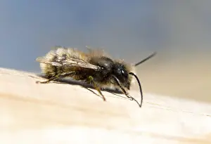 German Insects Drucke: ibxcva09661002.jpg