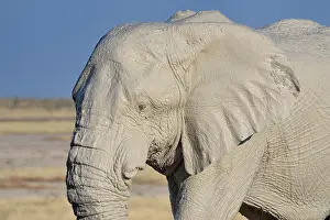 African Elephant Close Up Drucke: ibxjed04199134.jpg