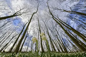 German Forest Photography Drucke: ibxmcs10405049.jpg