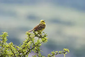 German Bird Life Drucke: ibxmsi00017901.jpg