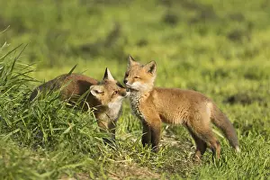 Quebec Wildlife Photography Drucke: ibxphe10337886.jpg