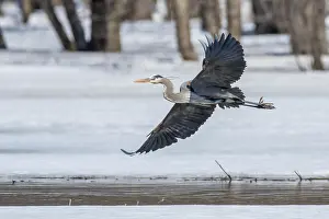 Quebec Wildlife Photography Drucke: ibxphe10409894.jpg