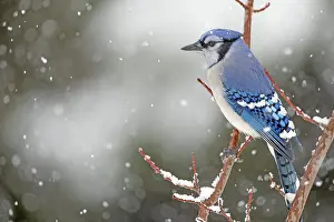 Bird Photography Canada Drucke: ibxphe10409910.jpg