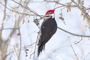 Pileated Woodpecker Drucke: ibxphe10409924.jpg