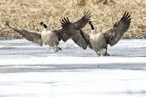 Canada Geese Drucke: ibxphe10409946.jpg
