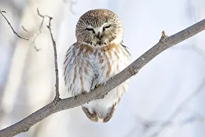 Bird Photography Canada Drucke: ibxphe10409951.jpg