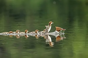 Female Bird Photography Drucke: ibxphe10409970.jpg