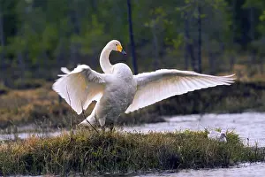 Bird Photography Finland Drucke: ibxphe13075931.jpg