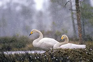 Whooper Swan Drucke: ibxphe13075934.jpg