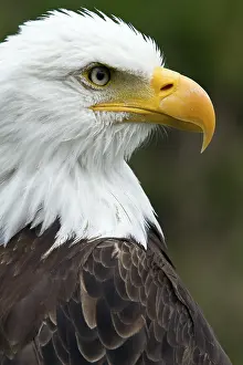 Bald Eagle Portrait Drucke: ibxphe14297496.jpg