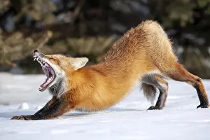 Vulpes Vulpes Images Drucke: ibxphe14553476.jpg