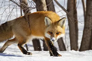 Animal Of Prey Behavior Drucke: ibxphe14553552.jpg