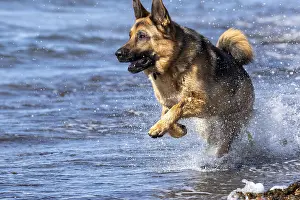 Alsatian Dog Breed Drucke: ibxphe14615554.jpg
