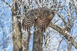 Great Grey Owl Drucke: ibxphe16683853.jpg