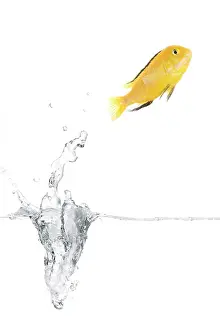 Imagebroker.com Search Results Drucke: ibxtlf00823799