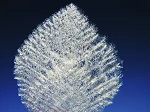 Frost Pattern Details Drucke: Ice crystal