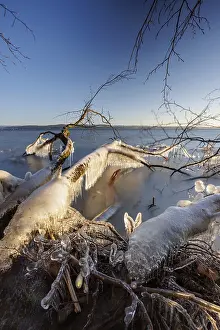 Deserted Tree Branches Drucke: Ice crystals on trees and branches in the sunlight