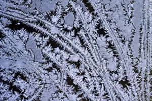 Close Up Ice Pattern Drucke: Ice flowers on the window