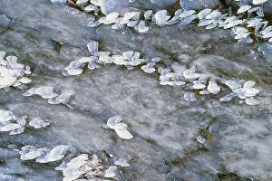 Ice Formations Drucke: Ice formations on stones