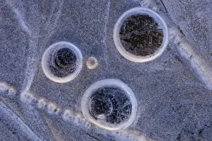 Goldenstedter Moor Winter Scene Drucke: Ice forms in a puddle, abstract