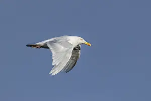 Charadriiformes Bird Photography Drucke: Ice gull, Larus hyperboreus